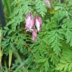 Dicentra formosa Blomma