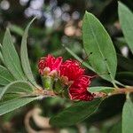 Melaleuca rugulosa Flower