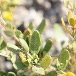 Helianthemum cinereum Feuille