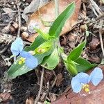 Commelina latifolia Květ