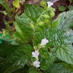 Priva lappulacea Flower