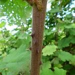 Rubus alceifolius Bark