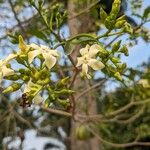 Voacanga africana 花
