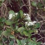 Psychotria calorhamnus অভ্যাস