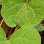 Ipomoea obscura Φύλλο