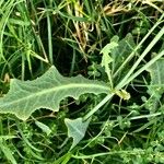 Launaea nudicaulis Leaf