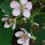 Rubus armeniacus Flower