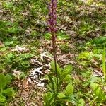 Orchis spitzelii आदत