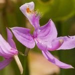 Calopogon tuberosus Kukka