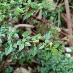 Pilea urticifolia Hostoa