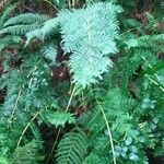 Osmunda regalis Blad