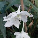 Urceolina amazonica Flower