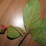 Ocotea pseudopalmana Leaf