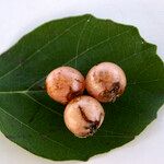 Cordia dentata Φρούτο