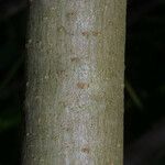 Salix caroliniana Bark