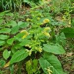 Salvia glutinosa Blomma