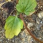 Stachys corsica Foglia