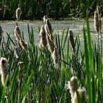 Typha × glauca Fruit