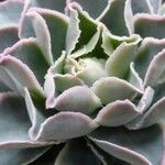 Echeveria chazaroi Leaf