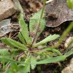 Draba verna Lapas