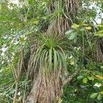 Tillandsia utriculata Лист