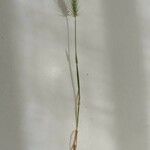 Hordeum marinum 葉