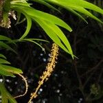 Oberonia bifida Flower