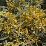 Cneorum pulverulentum अन्य