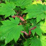 Acer circinatum Blad