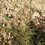 Conyza bonariensis 花