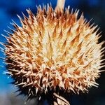 Leonotis nepetifolia Vaisius