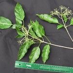 Dendropanax gonatopodus Прочее