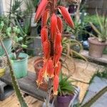 Aloe pseudorubroviolacea Květ