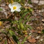 Cistus inflatus ശീലം