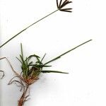 Eustachys paspaloides Autre