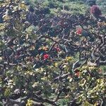 Erythrina abyssinica Leaf