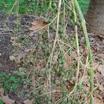 Sabal palmetto Fruit