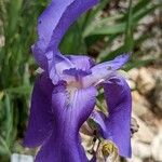 Iris pallida Blüte