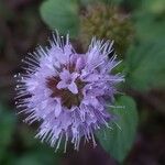 Mentha aquatica Flower