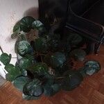 Begonia erythrophylla Φύλλο