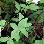 Spiraea cantoniensis Blatt