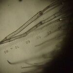 Galeopsis ladanum Altro