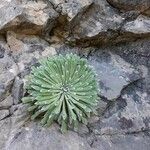 Saxifraga longifolia Leaf