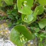 Claytonia perfoliata Φύλλο