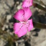 Dianthus sylvestris Flower