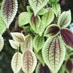 Pilea involucrata Hoja