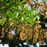 Terminalia amazonia その他の提案