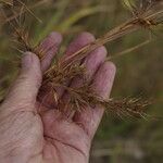 Themeda quadrivalvis Hedelmä