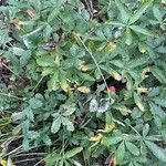 Potentilla inclinata List