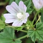 Malva neglectaFlower